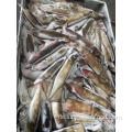 Gefrorene Purpurback fliegende Squid ganz rund150-200g